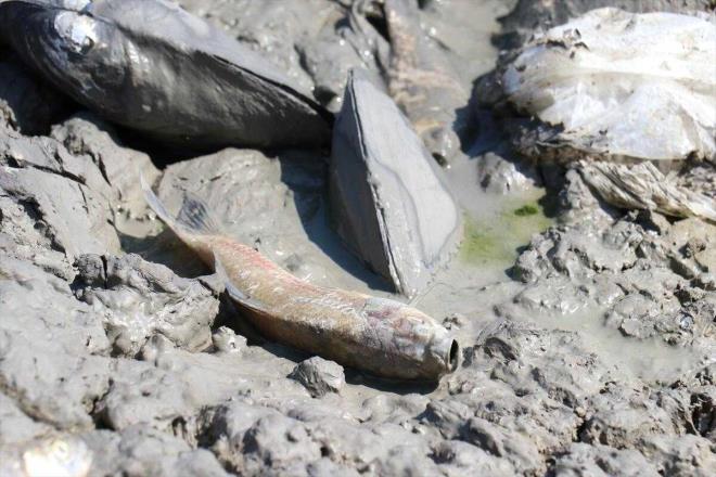 Balklarn lmesine ok zldklerini dile getiren Gk, "iftimiz bu gletten mahsullerini suluyor. iftilerimiz de zlyor tabii balklarn lmesine ama mecburen gletten sulama yapyor. Beklemeye devam edeceiz" eklinde konutu.