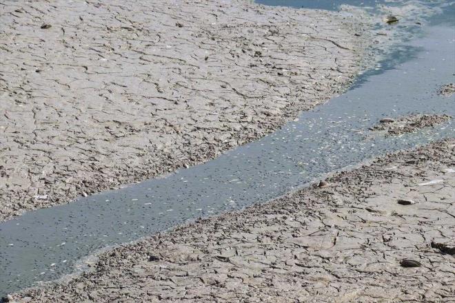 Balklarn gz gre gre telef olduunu aktaran Filiz, "iftilerimiz de tabii mahsullerini suladlar, ondan da suyun azald bir gerek. Gletimize su takviyesi yaplrsa geri kalan balklarmz yaayacak. Balklar kurtarmak istiyoruz ama gletin alt balk olduundan giremiyoruz. u anda imkan yok. Sonu vahim. Dn gldeki su daha fazlayd, bu sabah suyun biraz daha azaldn grdk. Buna bal olarak balk lmleri de artyor." diye konutu.