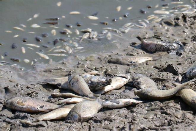 aresizlik ierisinde beklediklerini anlatan Gk, "Tek beklentimiz su gelmesi. Nereye bavurduysak sonu alamadk. Maalesef balklar lyor." dedi.