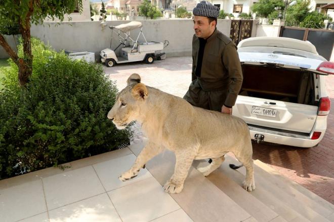 Hayvansever Birifkani, yavru aslan ocuklarndan ayr tutmadn ifade ederek, onun hayatnn bir paras olduunu dile getirdi. Aslan her gn gezintiye kardn belirten Birifkani, spor salonundan kafeye kadar gittii her yere Leo'yu da gtrdn, aslan sosyal yaamna dahil ettiini syledi.