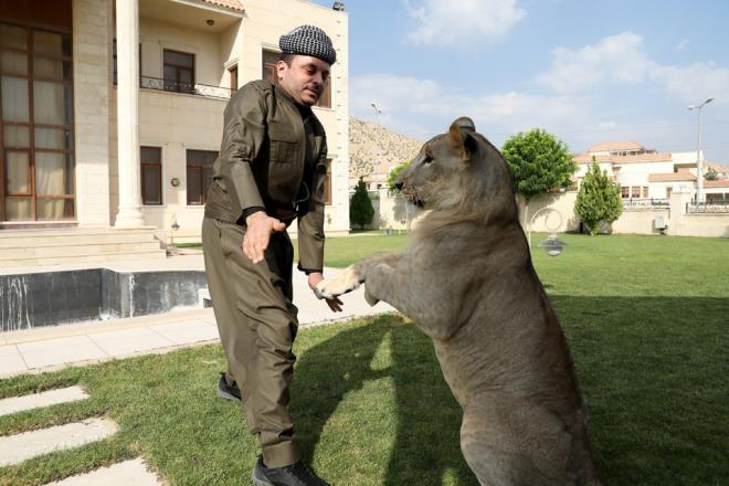 Aslann evcilletirilmesi konusunda ok zorlandk ancak u an her ey istediim gibi." diye konutu.