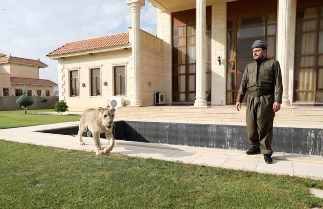 Birifkani, yavru aslann krmz et ve canl tavuk yemediini dile getirerek, "Leo, sadece tavuk eti yiyor.