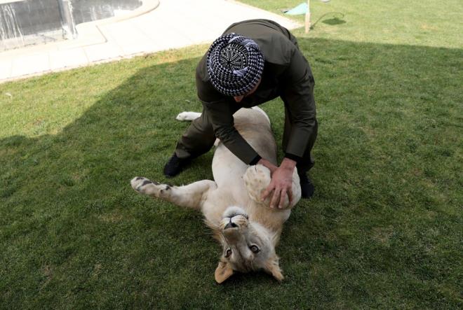 Zaman zaman gz ve kulaklar veteriner tarafndan temizleniyor. Leo'yu kendimiz ykyoruz."