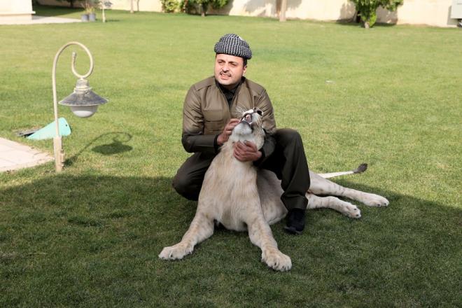 Aslann iftleme dneminin geldiini belirten Birifkani, bu konuda yurt dndan bir aslann getirilmesi iin gerekli prosedrleri tamamladklarn ve yakn zamanda Leo'ya bir e bulacaklarn ifade etti.