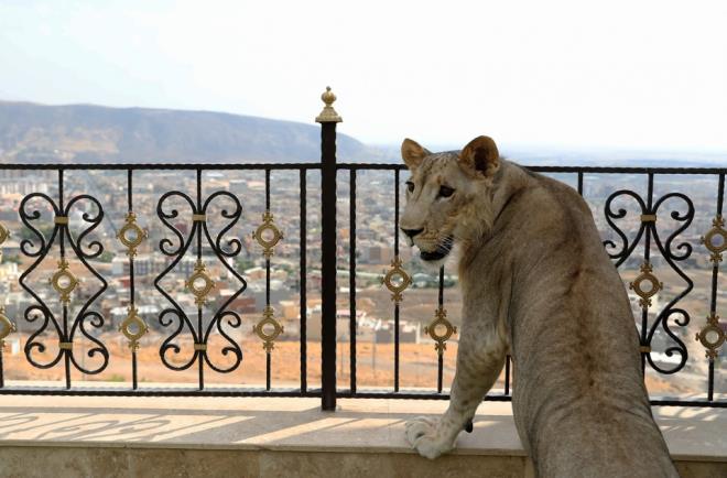Yavru aslann doal yaama almas amacyla byk bir bahe tahsis ettiklerini syleyen Birifkani ancak Leo'nun bir mddet bahede gezdikten sonra skldn ve eve girdiini syledi.