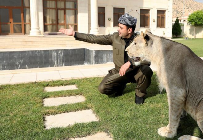Leo'yu grmek iin her gn ok sayda ziyareti geldiini kaydeden Birifkani, yavru aslan iin sosyal medyada at hesapta on binlerce takipisinin olduunu belirtti.