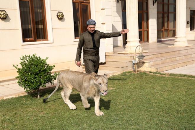 Birifkani, aslan bakclnn zor olmadn ifade ederek, "Ona gnlk yemek ve su temin ediyoruz ancak eitimi zor bir i.