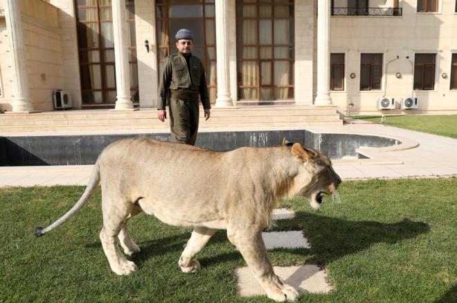 Aslann kent sakinleri tarafndan korku ile heyecan karm bir duyguyla karlandn ifade eden Birifkani, "Kimisi ban okarken kimisi de heybetinden ekinerek uzaklayor." dedi.