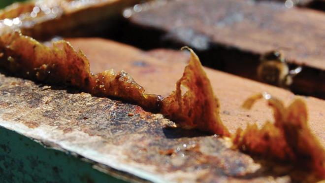 Bir yetikinin gnlk almas gereken antioksidan miktar 5-6 porsiyon taze meyve-sebze, 6-11 porsiyon tam tahl. ok yksek ve bunu tketebilen insan yok artk. Belki kylerde yaasaydk, tamamen doadan beslenseydik olurdu ama u anda byle beslenemiyoruz. Propolis, nar suyundan bile 80 kat daha gl antioksidan madde ieriyor. O yzden ok deerli ve her gn tketmeliyiz. Dzenli tketmek ok nemli nk 12 saat ierisinde vcuttan atlyor. Serbest radikalleri balayp uzaklayor. Vcutta biriken bir ey deil. Ama devaml yksek doz almamza gerek yok. nk antioksidan bir tek propolisten almyoruz."