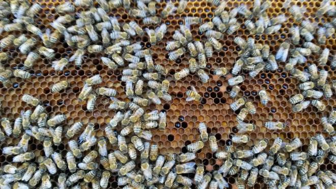 Samanc, son yllarda dikkati eken ar rn propolis, 2013 ylnda KOSGEB desteiyle T ARI Teknokent'te kurulan BEE'O irketinin almalar ve gelecek hedeflerine ilikin deerlendirmelerde bulundu.