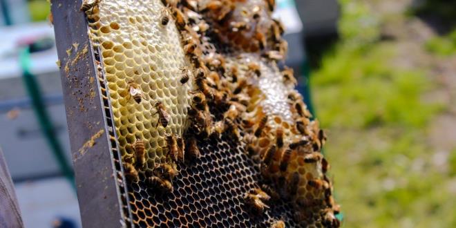 "Gnlk 20 damla yeterli bir miktar"  <br>  Samanc, gnlk 20 damla propolis tketiminin yeterli bir miktar olacan belirterek, "Bunun 10 damlas sabah ve 10 damlas akam tketilirse daha iyi olur. nk biriken serbest radikalleri gnde 2 kere atm olursunuz. ocuklar bunun yarsn tketebilir. Hasta olduunuzda ise rahatlkla 80-100 damlay tketebilirsiniz." dedi.