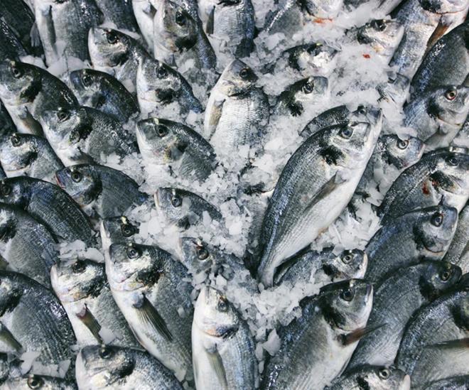 Gz net, parlak ve kmemise tazedir  <br>  Bir dier balk satcs Ahmet Koca ise balk alrken nelere dikkat edilmeli sorusuna yant verdi. Koca, "lk nce baln gzlerine bakacaz. Baln gz net, parlak ve kmemise tazedir. kincisi kula. Solunga ksm krmz olursa tazedir. nc olarak da baln rengi. Srt ksmnda bir parlaklk olur. Bu da ok nemli. Sudan knca stnde bir jel olur zaten. Bu koruyucu jel de bal bakterilere kar nlyor.  Tuzlu sudan kt iin balk o bakterileri kapsamasn nlyor. O zelliini kaybetmi olursa o balk zaten bayattr" diye konutu.