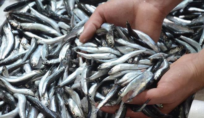 Bakrky'de pazarda balk satan Yusuf Can "Baln tazelii, etinin sertliinden, kulandan, gzlerinden, parlaklndan belli olur. Bir o kadar da baln gsterii zaten belli olur. Bal elinizle tuttuunuz zaman baln kendini salmamas lazm. Parlak olmas lazm. Kulaklarnn krmz olmas lazm. Bu tarz balklarda bir sorun olmaz. Asl tazelik konusu hamsi ve istavritte. Buzhane mevsimi balad zaman ok zorluk olur. Onun iin balkna gveneceksin gerisi yalan" diye konutu.