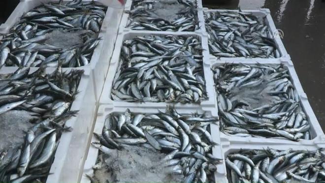 Balkta hileye bavuran baz satclar ise solungalar boya ve mrekkeple krmzya boyayarak bal satmaya alyor. Peki bir baln taze olduu nasl anlalr? Balk alrken nelere dikkat etmeliyiz?