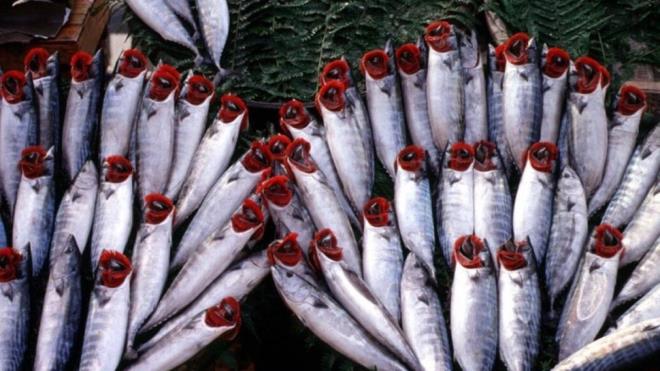 Bakrky'de pazardan balk aldn ifade eden Nee Menekay, "Baln tazeliini grnnden anlamaya alyorum. Belli ediyor kendisini. ki balkmz var, srekli ayn yerden alveri yapyorum. Memnunum, bir ikayetim de olmad bu zamana kadar. Tazeliinden de emin oluyoruz diyelim" dedi.