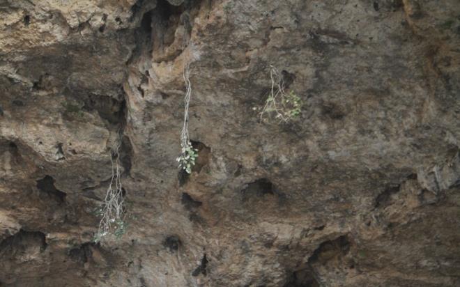 Aalar ters byyor<br>  nsanlarn bu blgede 9 bin yl nce yaadn aktaran Kaldrm, "Ayn zamanda dnyann hibir yerinde gremeyeceiniz aacn ters byd, byle bir aac bir cennette, bir de burada grrsnz. Buras turistlerin btn aktivitelerini grebilecei bir yerdir? ifadelerini kulland.