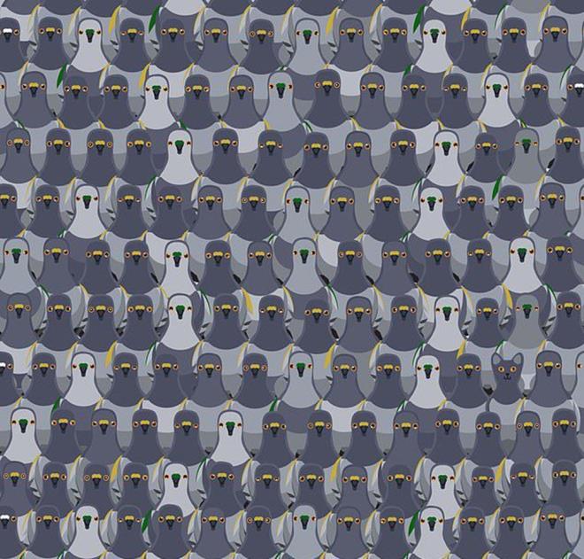 Gvercinler arasna gizlenmi kediyi grebildiniz mi? ngiliz Daily Mail gazetesinde yer alan habere gre sz konusu karedeki kediyi en erken tespit eden kiinin rekoru 18 saniye.