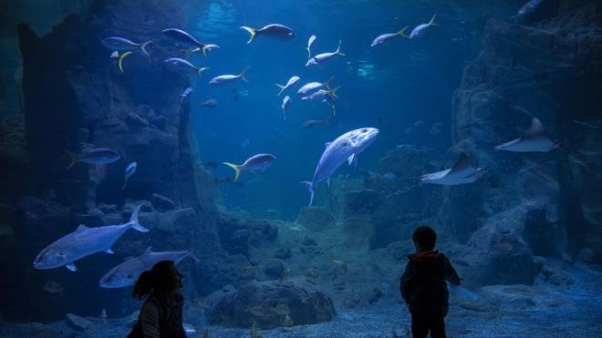 Krmz karnl piranalar, limon kpekbal, Rus mersinleri, orfozlar, palyao balklar, gentoo penguenleri, ocuklarn stanbul Akvaryum'da ilgisini ekecek canllar arasnda bulunuyor.