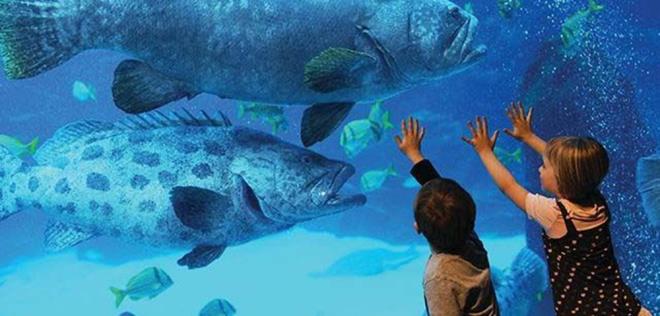 Viasea Akvaryum<br>    stanbul'un yeni elence mekanlarndan Tuzla'daki Viasea Akvaryum, Tema Park ve Aslan Park ile ziyaretilerine geni bir elence yelpazesi sunuyor.    Dnyann ilk iklim temal akvaryumu olan Viasea Akvaryum'da, farkl iklim kuaklar ierisinde yaayan binlerce deniz alt canlsnn yaamlarn gzlemlemek mmkn.    Eitim ve elencenin bir araya geldii Viasea Akvaryum'da, 47 farkl temal sergide 12 binin zerinde deniz canls ziyaretilerini bekliyor.