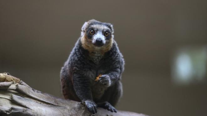 Darca Hayvanat Bahesi<br>    Trkiye'nin ilk zel hayvanat bahesi olan Darca Hayvanat Bahesi'ni ziyaret edenler, aslandan maymuna, timsahtan boz ayya, farkl trlerde kulardan srngenlere kadar ok sayda canly grme imkan bulacak.