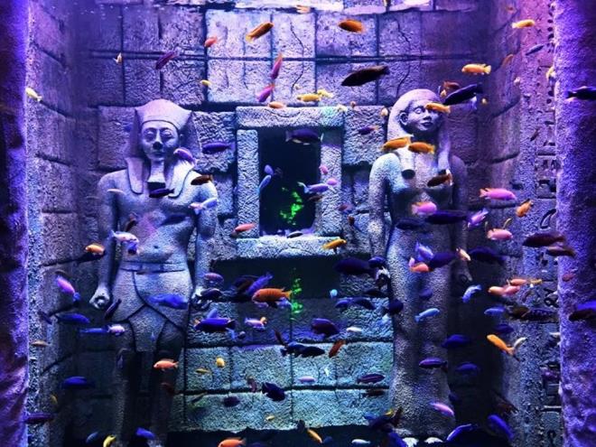 ocuklar, biberonla Koi ve vatoz bal besleme aktivitelerine katlabilirken, canl trleri hakknda da rehberlerden bilgi alabilecek.    Viasea Tema Park'ta ise dnyann en heyecan verici roller coasterlar arasnda olan fenomen Red Fire ile birlikte toplam 28 ayr elence nitesi yer alyor. Viasea Tema Park, modern elence nitelerinin yan sra klasik Trk lunapark kltrn de yaatyor.    Viasea'da 8 dnm alan zerine kurulan Aslan Park ise ziyaretilere, vahi kedi trlerini ok yakndan grme frsat sunuyor.