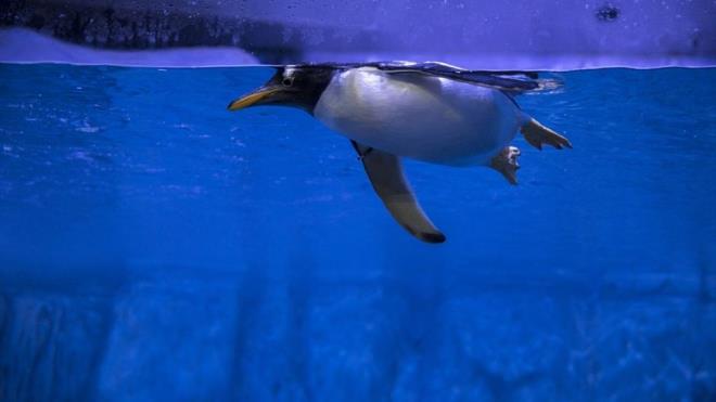 stanbul Akvaryum<br>    ocuklar iin bayram tatilini deerlendirebilecekleri bir baka seenek ise doa ve canllarla vakit geirebilecekleri etkinlik alanlar.    Deniz canllarna ilgi duyan ocuklar, dnyann en byk tematik akvaryumu olan stanbul Akvaryum'da, Karadeniz'den Pasifik'e uzanan toplam 17 tema ve yamur ormanndan oluan gzergahta yolculuk yapabilecek.