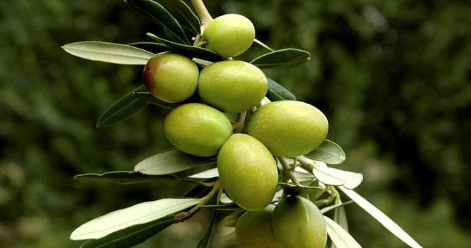 �unu bilin ki alt�n i�in insanlar birbirlerini �ld�rd�ler. Hala �l�yor ama zeytin, �m�r bah�ediyor. Uzun �m�r veriyor, sa�l�k veriyor. T�m canl�larda 30 ya� bulunuyor. Ya�ad��� yere g�re, ortama g�re de�i�ebiliyor. Y�llarca insanlara az ya�l� yiyecekler �nerildi.