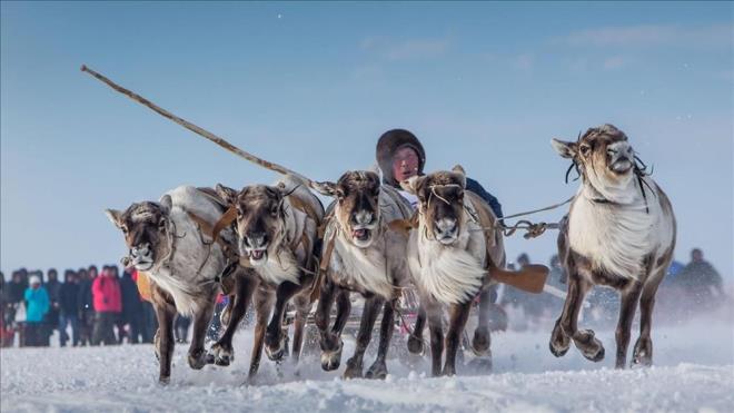LK EVCLLETRLEN HAYVAN HANGSDR?    nsanolu tarafndan ilk evcilletirilen hayvan Ren geyikleridir.