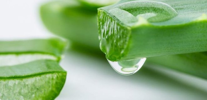 4. Aloe Vera Jeli<br>    Aloe vera bitkisinin salk ve kozmetikte yaygn bir hretinin olduunu biliyoruz. Bunu sonuna kadar hak ettiini de syleyebiliriz. Aloe vera yapran uzunlamasna kesip iinden kardnz jeli dudaklarnza srn. Bu jel dudaklarnzda naho bir tat brakacaktr. Ancak dudak kuruluunu gidereceinden bu durum umrunuzda olmayacaktr.
