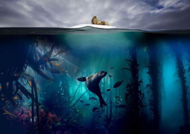 6. Blue Planet II (2017)