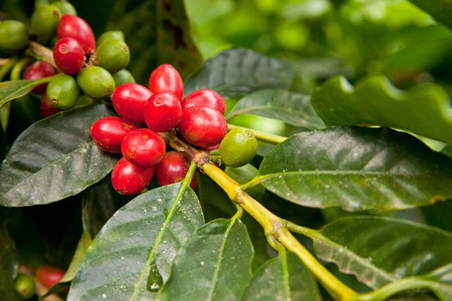 Bildiimiz btn kahveler genel olarak Arabica ya da Robusta trlerinden elde ediliyor. Piirme konusunda btn dnyay etkilemi olsak da Trkiye kahve reticisi lkeler arasnda yer almyor ancak son birka yldr Mersin?in Anamur ilesinde yaplan almalarla lkemizde de kahve tarm yaplmas hedefleniyor.