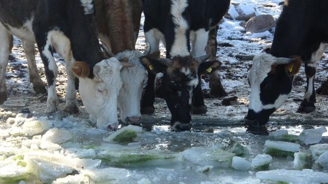 Yaklak 27 bin metrekarelik alana sahip gln yzeyini kaplayan buzun kalnl 20 santimetreyi buldu.