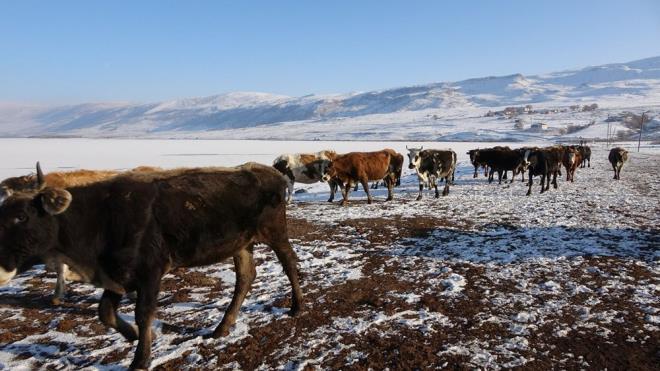 Hayvanlarn sulamak iin buzu krdn syleyen Vedat Akgn, ??Aralk ay itibar ile glmz dondu. Bu nedenle de hayvanlarmz gln buzunu krarak su ihtiyacn gideriyoruz. Bu yl erken souyan havalar nedeniyle gl erken dondu?? dedi.