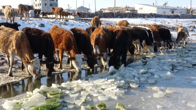 Kenarbel ky yaknlarndaki Akta Gl'nn donmas sonras ky sakinleri, gln yzeyinde oluan buz tabakalarn baltalarla krarak hayvanlarnn su ihtiyalarn gideriyor.