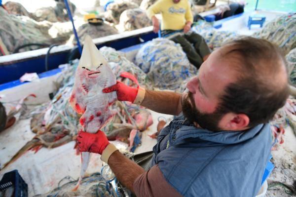 Karatal balklar, alar paralayan insan yzl sapan balnn, toksini siyanrden bin 200 kat daha zehirli olan balon balklarndan ekonomik olarak daha zararl olduunu syledi. Balk Hakan Kangal, k mevsiminin gelmesiyle balon balklarnn azaldn ancak sapan bal poplasyonunun arttn kaydetti.