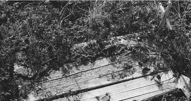 3 gn sonra gmld ancak gmldkten 2 gn sonra sigorta aratrmas nedeniyle mezar tekrar ald ve aldnda Angelo'nun bedeninin hala scak olduu grld. Kafa travmas nedeniyle komaya girmiti ve tabutunda 2 gn boyunca canl kalmt. Daha sonra hemen mezardan karld ve yaralar iyiletirildi. Sra d hikayesi ile nl oldu.