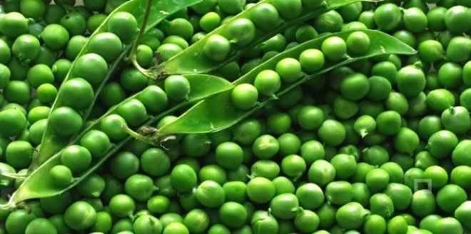 Yeil bezelye grnd kadar basit deildir ve genellikle sahtedir. Sahte bezelye, soya fasulyesi, kar bezelye, renklendiriciler ve sodyum metabislfit kombinasyonudur. Sodyum metabislfit, birok lkede kanser ve 'metabolizma' sorunlarnn gelimesi riskinin yksek olmas nedeniyle yasaktr.