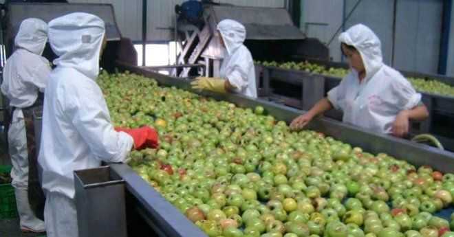 ok parlak, ok yeil ve ok yuvarlak grnen elmalar byk olaslkla sahtedir.