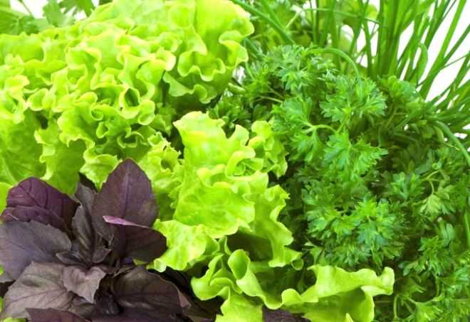 Yeillik: Ispanak, roka, marul, lahana, kvrck salata gibi yeilliklerin iyi ykanmamas barsak bakterilerine davetiye karyor.