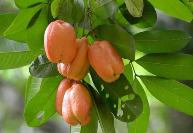 Ackee meyvesi: Bat Afrika ve Jamaika'da yetien meyve kesildikten sonra kabuunun krmzya dnmesi beklenmezse koma veya lme yol aabiliyor.