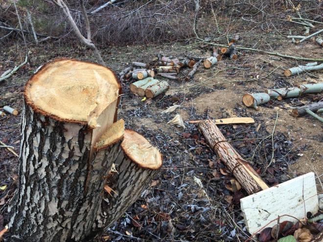 Milleti birbirine drd  <br>  Milleti kutuplatrp, birbirine drd. Bu kesilen aalar hocann kiiliini ele veriyor. Bu katliama yorum yapmaya gerek yok. Bu durumu grenler yorumlasn."