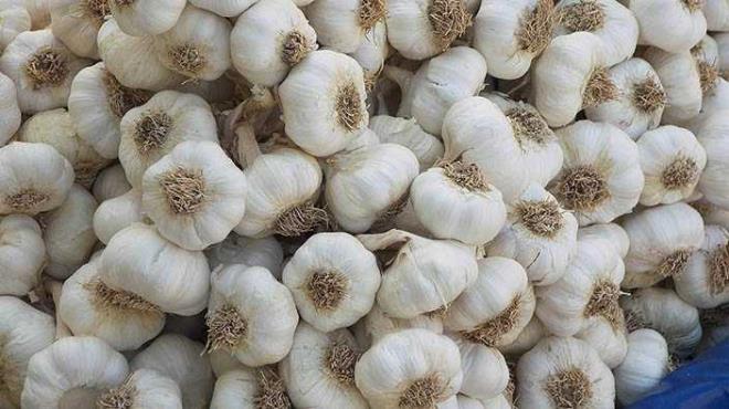 eriindeki kimyasallar sebebiyle sarmsak direkt olarak ciltte uzun sre kalrsa nc dereceden yanklara neden olabilir.