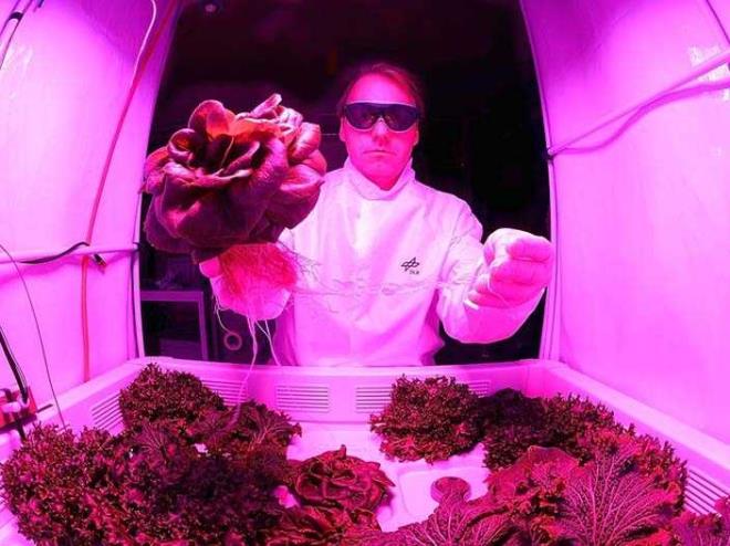 10 Austos 2015'te NASA astronotlar uzayda ilk kez yetitirilen marullar yedi.