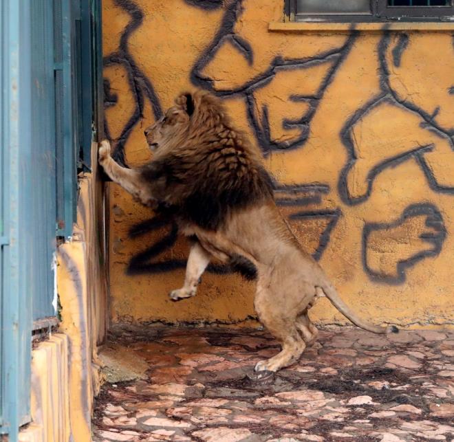 &#8203;Gaziantep Bykehir Belediyesi Doal Hayat Koruma Daire Bakan Celal zsyler, ?Sayn Cumhurbakanmza 4 tane aslan hediye edilmiti. 2 dii 2 erkek aslana burada 2 yldr biz bakyoruz. lk geldiklerinde kilolar 45-60 arasndayd. u anda 125-150 kilograma ulatlar. Artk cinsel olgunlua ve reme yalarna geldiler. Hayvanlarmz burada ok mutlu ve kendilerini huzurlu hissediyorlar? diye konutu.