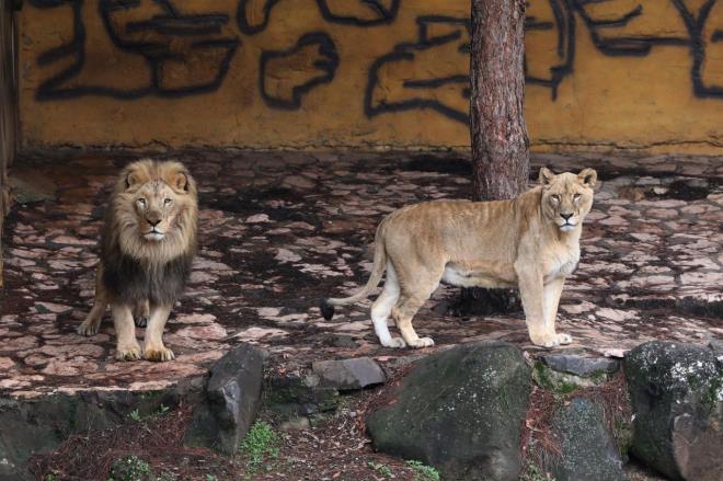 Tm barnaklar zel olarak styoruz  <br>    Klk ve yazlk barnaklarn hazr olduunu, hayvanlarn belirli derecelerde stldn syleyen Celal zsyler unlar syledi:  <br>  ?Tm hayvanlarmzn, klk barnak scaklklarn ayarlyoruz. Souk havada hayvanlarmz styoruz. Istma barnaktaki zel dijital stma sistemi ile salanyor. Belli bir scakln altna derse otomatik olarak stma sistemi alyor. Ortalama barnaklarda 17-20 santigrat dereceye geldii zaman duruyor. Burada hayvanlar doasna uygun ekillerde yaad iin daha hzl byyorlar. Bunun yan sra beslenmeleri ok nemli, biz bunlara son derece dikkat ediyoruz. Trkiye ve Avrupa?da en fazla dourganlk olan hayvanat bahesi biziz nk dengeli ekilde beslenmelerini, vitaminlerini yapyoruz. Barnaklarn klk ve yazlk olmas, scaklklarnn dengeli olmas ok nemli. Bunlarn yan sra yazn havuzlarda serinlenme anslar oluyor. Bu nedenle daha hzl byyorlar.?