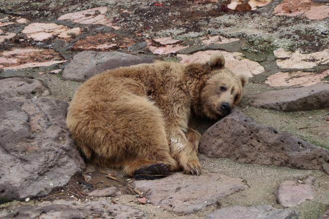 Yakn zamanda yavru bekleniyor  <br>  Aslanlarn beslenme ve yaam kalitesi nedeni ile yakn zamanda yavrulayabileceklerini belirten zsyler, ?Aslanlarmzdan yakn zamanda yavrularmz da bekliyoruz. Tm aslanlarmzda olduu gibi bu aslanlarn da yazlk ve klk menleri bulunmakta. Yazn 3,5 kiloya kadar hem krmz hem beyaz tavuk eti veriyoruz. Kn da 4,5 kilo et veriyoruz. Ayn zamanda kn tm hayvanlarmza ayr menler dzenliyoruz. Vitamin ve minerallerini her hayvana ayr ekilde yemeklerine katarak veriyoruz? ifadelerini kulland.