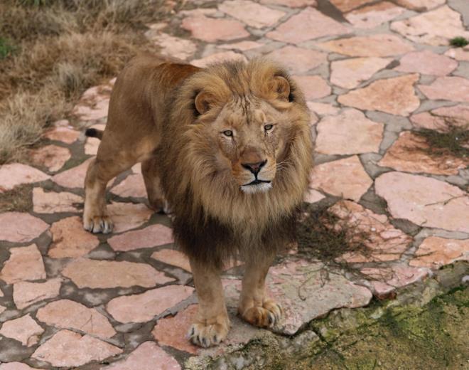 Hayvanat bahesini ziyaret eden vatandalar ise, Cumhurbakan Erdoan'a hediye idelen aslanlar ok beendiklerini, hayvanlarn 2 ylda byyerek gzelletiini ifade ettiler.
