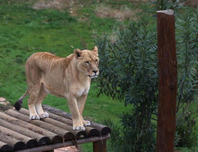 Yiyecekler k mensne gre hazrlanyor  <br>  Her y  l 4 milyonun zerinde ziyareti arlayan hayvanat bahesinde su aygr, ylan, aslan, timsah, deve, fil, maymun gibi hayvanlarn bakld kafes ya da blmlerin scaklklar klima ve stclarla belli dereceye karlyor. Scakln korunduu odalarda, barnan hayvanlarn yiyecekleri ise yine k mensne gre hazrlanyor.