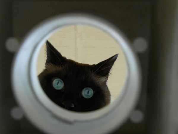 CIA&#8217;nn plan kedileri tanabilir casus elektronik aletlere dntrmekti