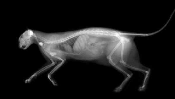 Ayn zamanda kediler alk duygusuyla yn deitirmesin diye farkl ameliyatlar geirmi